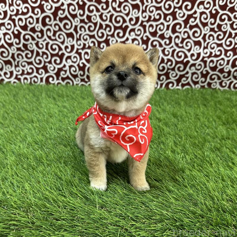 販売中の広島県の豆柴-446377