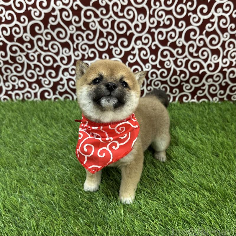 販売中の広島県の豆柴-446377の4枚目