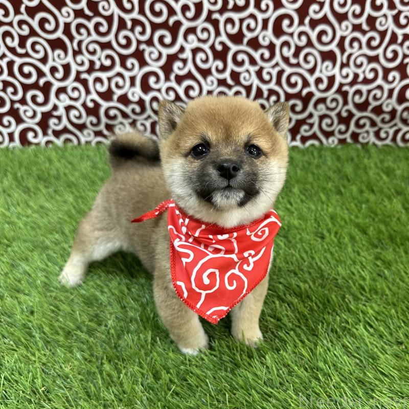 販売中の広島県の豆柴-446377の3枚目