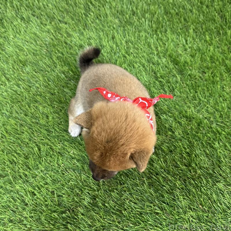 販売中の広島県の豆柴-446377の2枚目