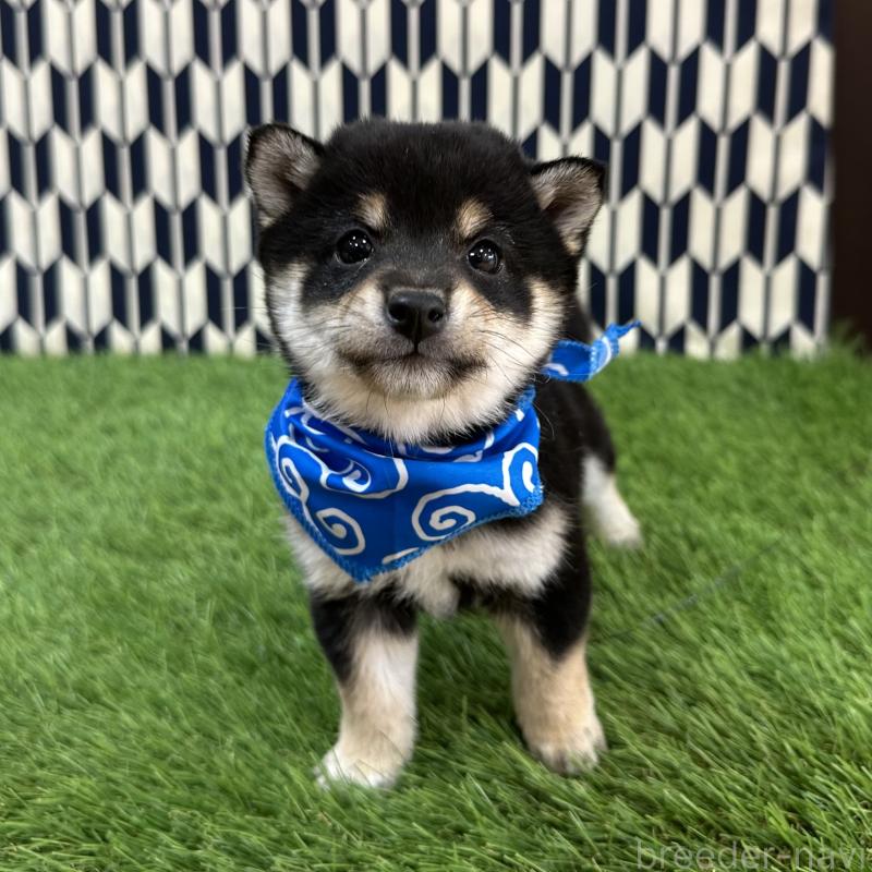 販売中の広島県の豆柴-446378の1枚目