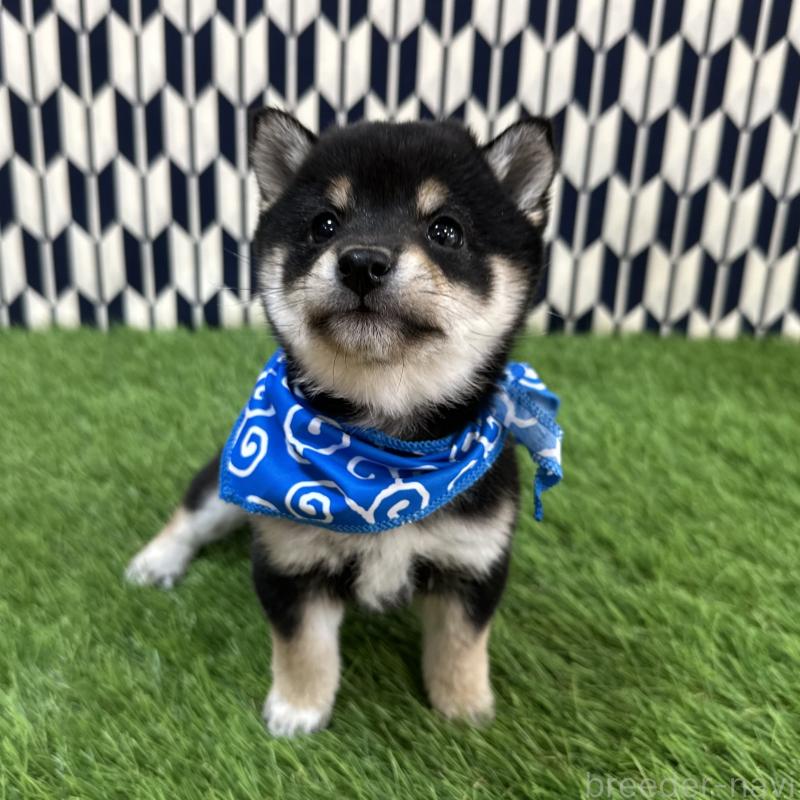 販売中の広島県の豆柴-446378の3枚目