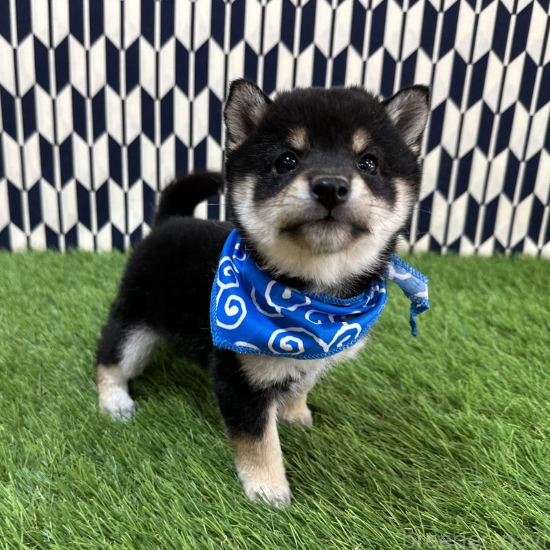 販売中の広島県の豆柴-446378の2枚目