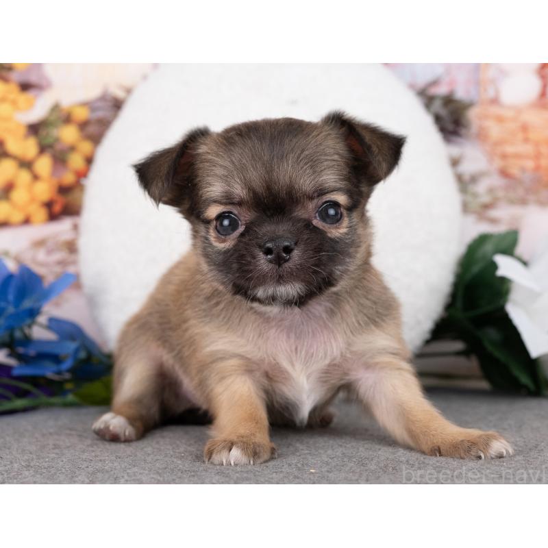 販売中の岐阜県のチワワ(ロングコート)-446379の7枚目