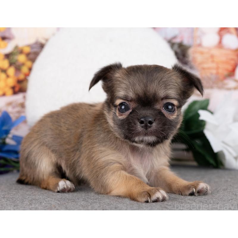 販売中の岐阜県のチワワ(ロングコート)-446379の6枚目