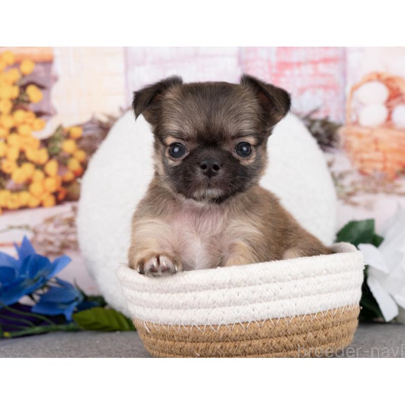 販売中の岐阜県のチワワ(ロングコート)-446379の5枚目