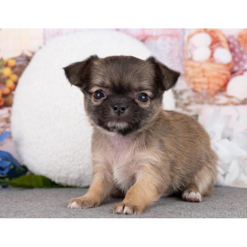 販売中の岐阜県のチワワ(ロングコート)-446379の4枚目