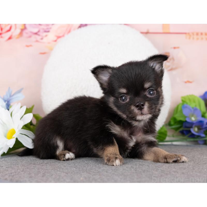 販売中の岐阜県のチワワ(ロングコート)-446380の7枚目