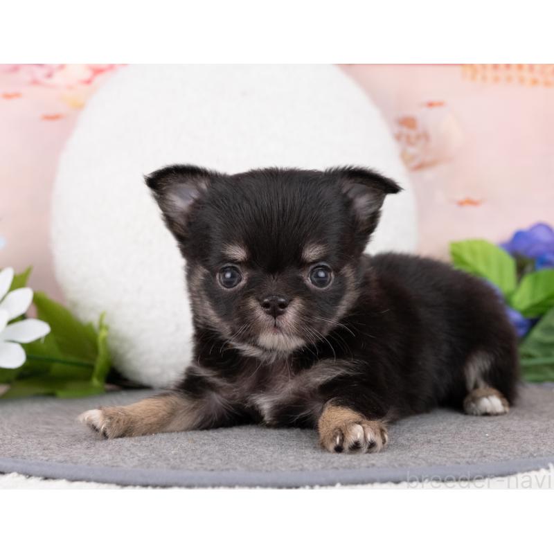 販売中の岐阜県のチワワ(ロングコート)-446380の6枚目