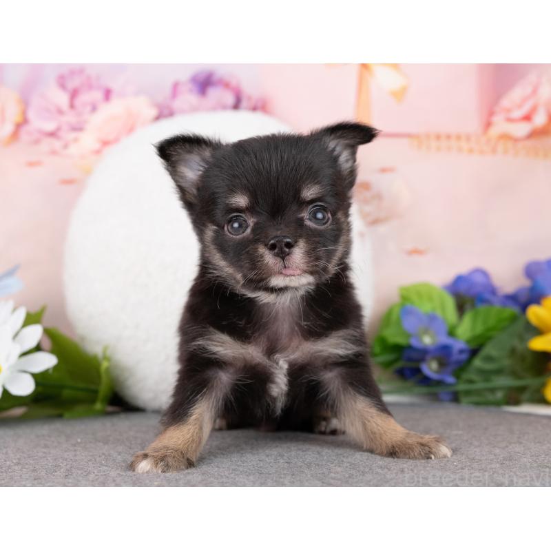 販売中の岐阜県のチワワ(ロングコート)-446380の5枚目