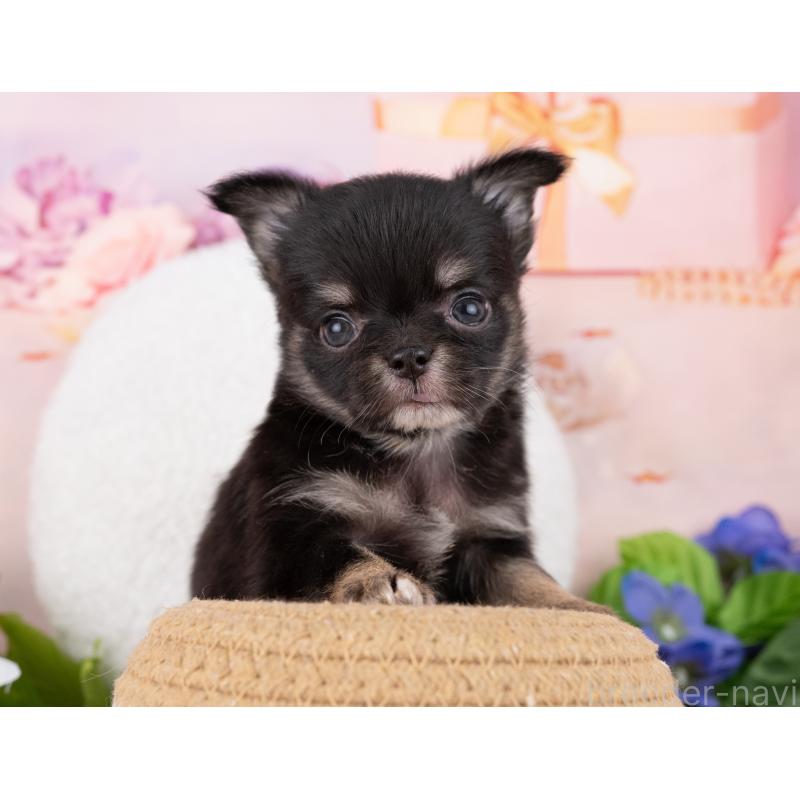 販売中の岐阜県のチワワ(ロングコート)-446380の4枚目