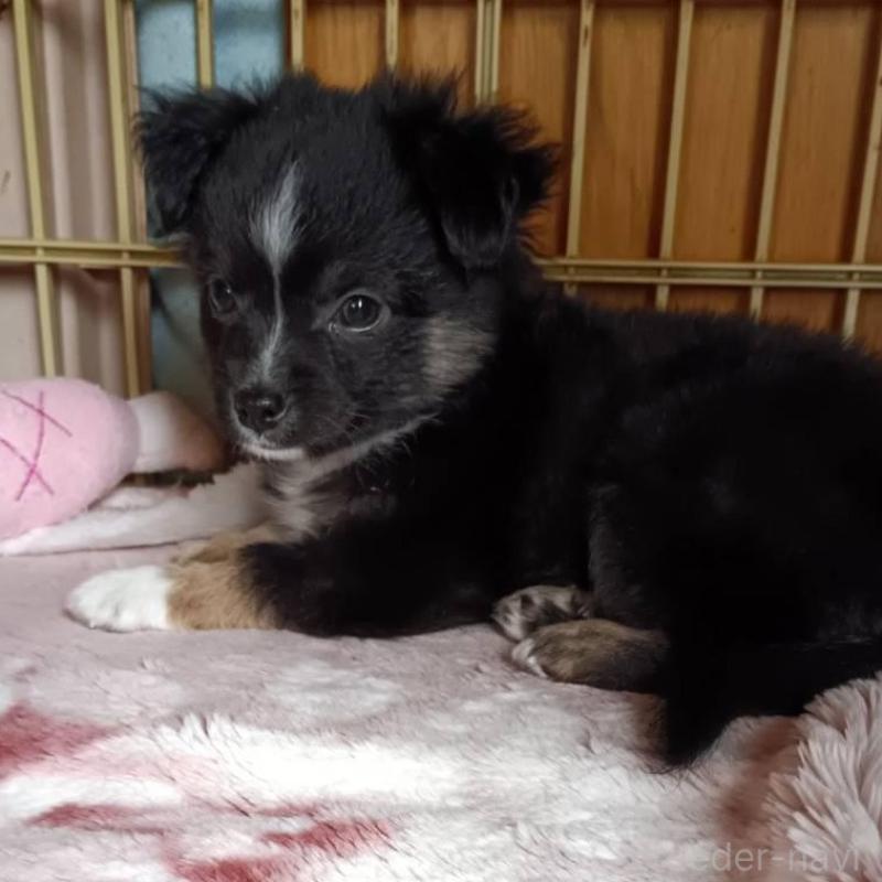 販売中の愛媛県のミックス犬-441669