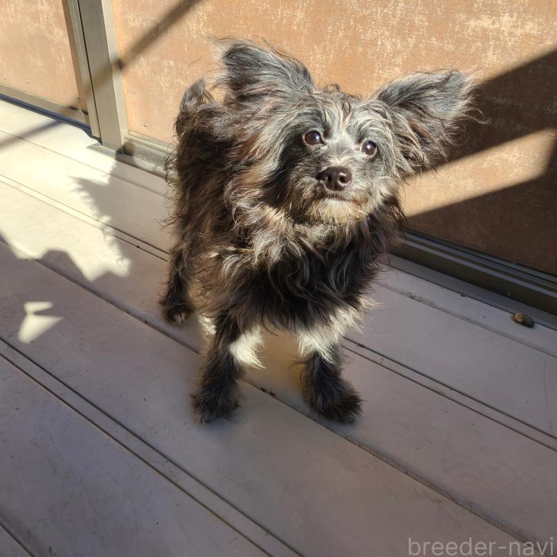 販売中の東京都のミックス犬-408778の6枚目