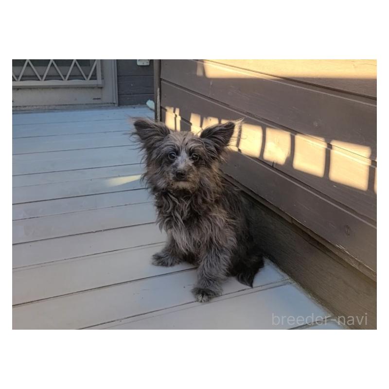 販売中の東京都のミックス犬-408778の4枚目