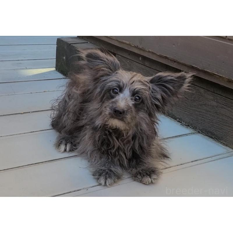 販売中の東京都のミックス犬-408778の3枚目