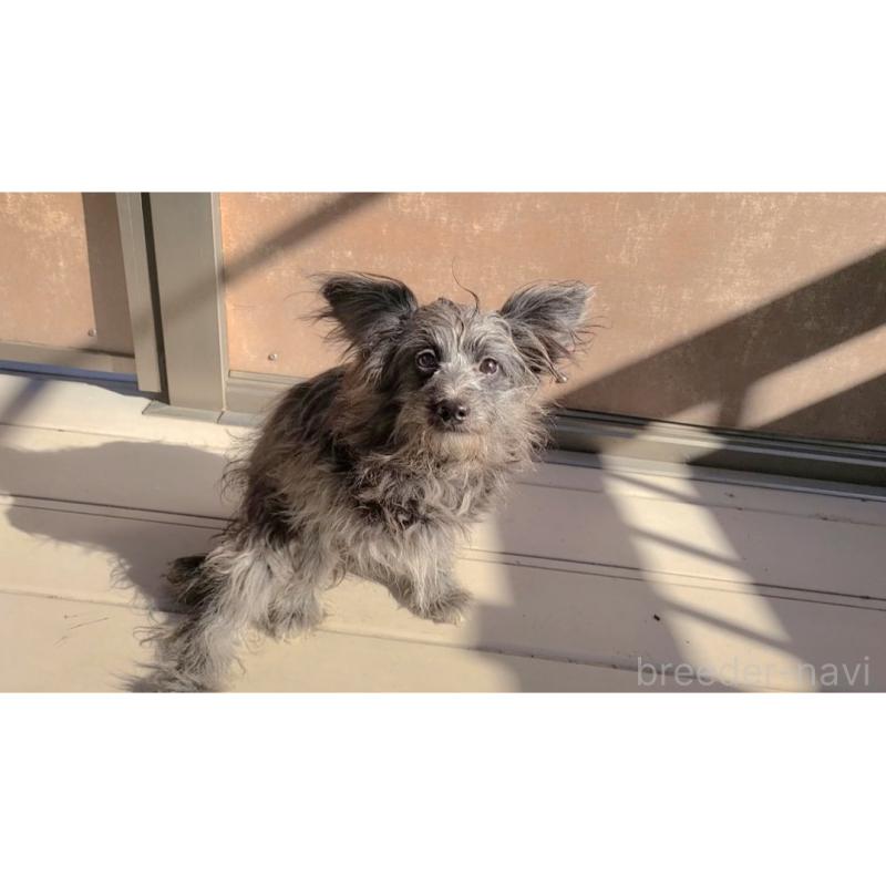 販売中の東京都のミックス犬-408778の2枚目