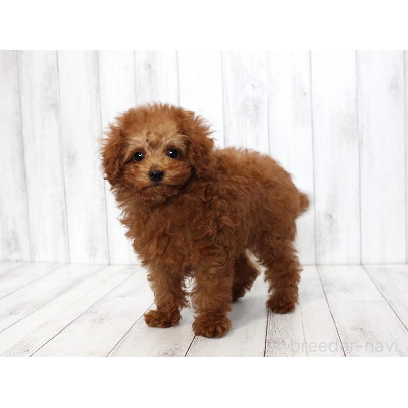 販売中の千葉県のタイニープードル-446383の3枚目