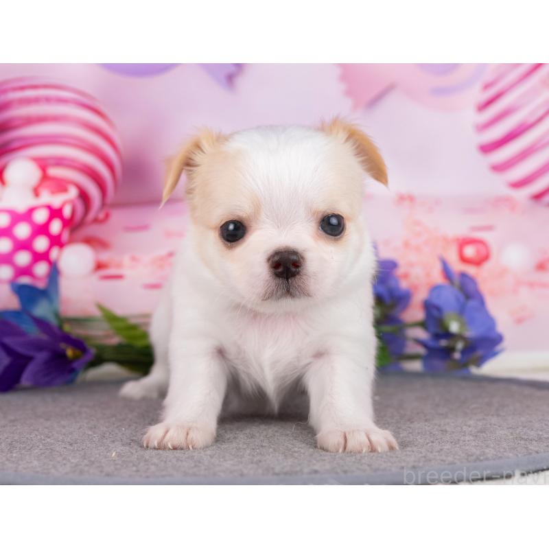 販売中の岐阜県のチワワ(ロングコート)-446381の6枚目