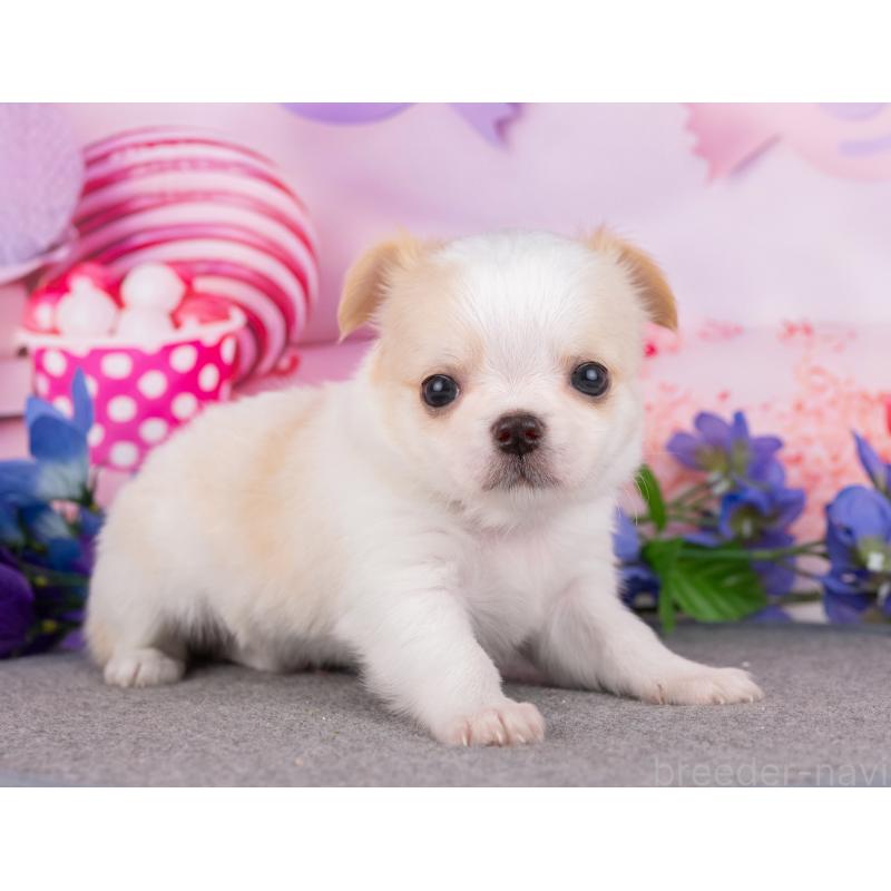 販売中の岐阜県のチワワ(ロングコート)-446381の5枚目