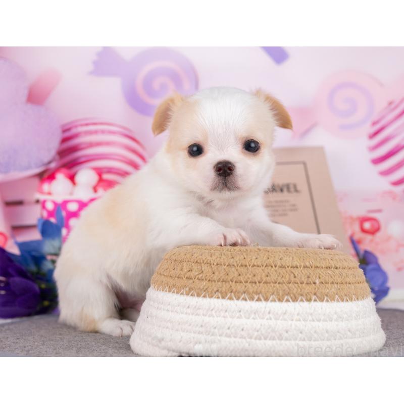 販売中の岐阜県のチワワ(ロングコート)-446381の4枚目