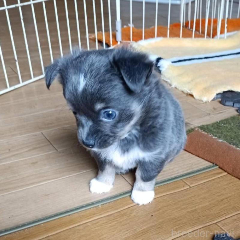 販売中の愛媛県のチワワ(ロングコート)-444159