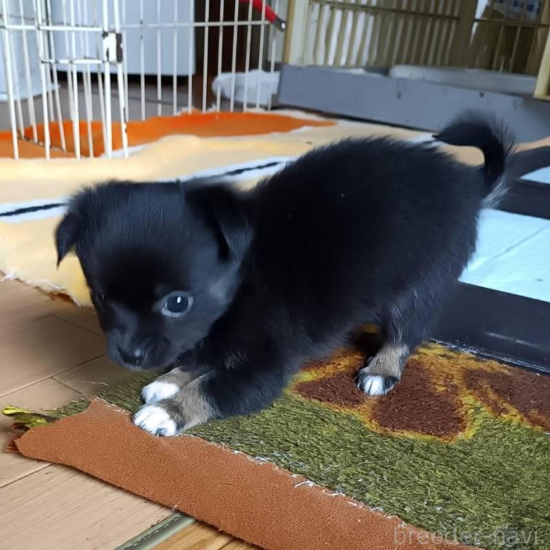 販売中の愛媛県のチワワ(ロングコート)-444157