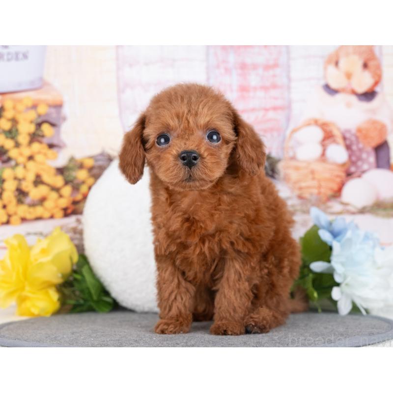 販売中の岐阜県のタイニープードル-446385の7枚目