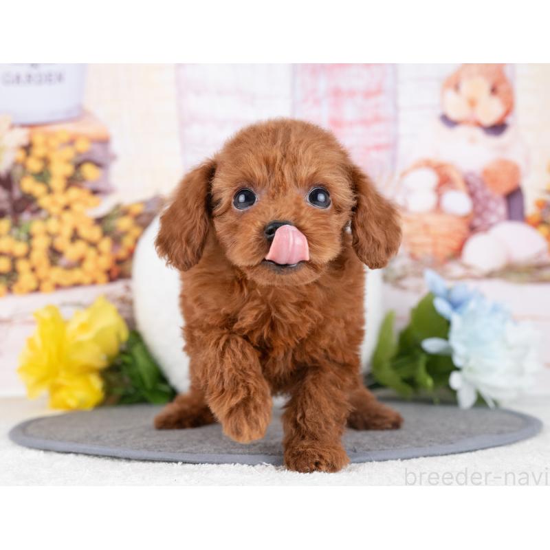 販売中の岐阜県のタイニープードル-446385の6枚目