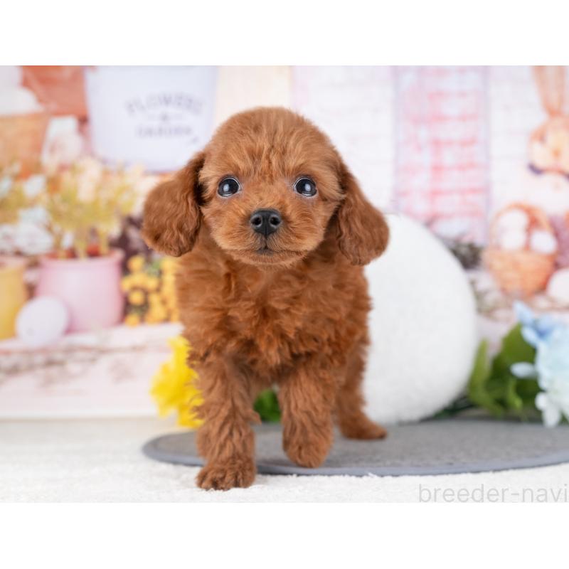 販売中の岐阜県のタイニープードル-446385の5枚目