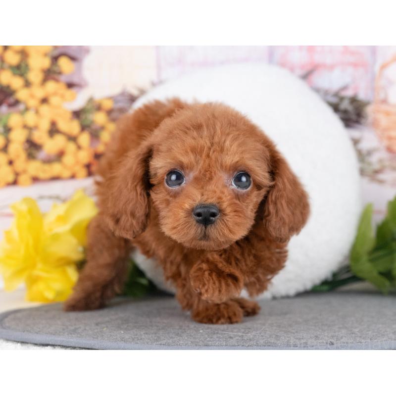 販売中の岐阜県のタイニープードル-446385の4枚目