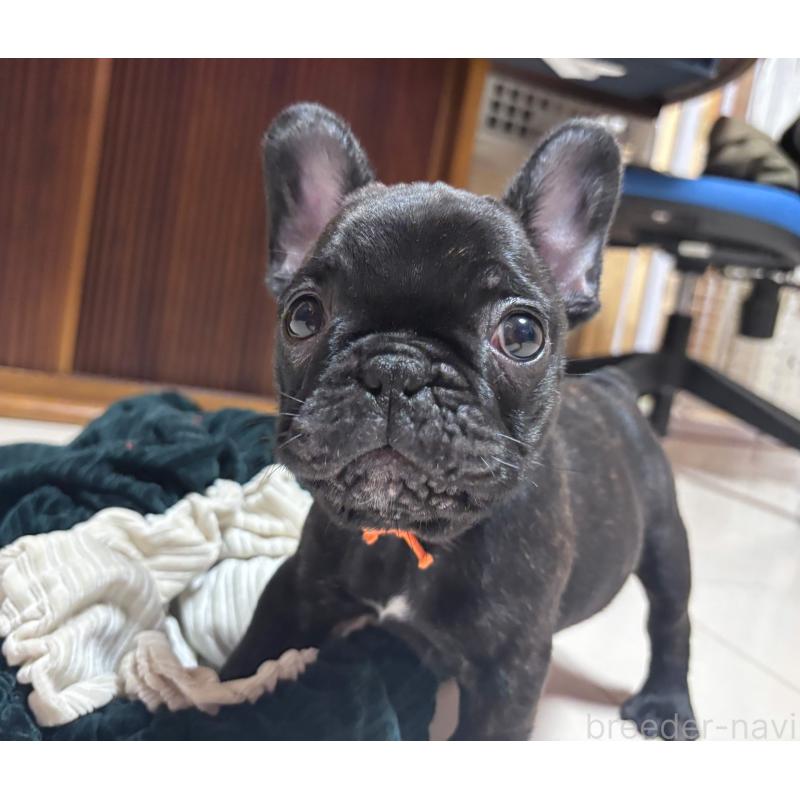 販売中の三重県のフレンチブルドッグ-437160