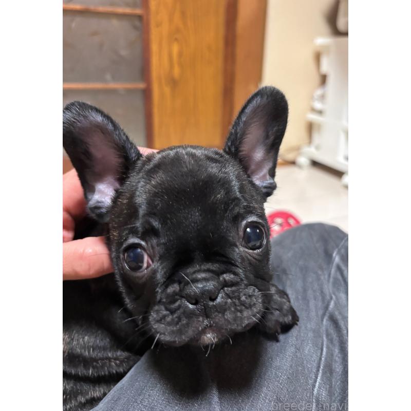 販売中の三重県のフレンチブルドッグ-437160の5枚目