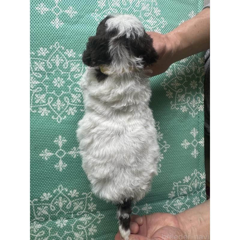 販売中の三重県のロマーニャウォータードッグ(ラゴット)-446386の5枚目