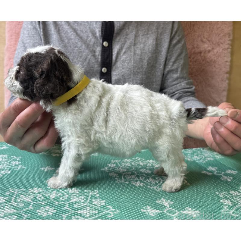 販売中の三重県のロマーニャウォータードッグ(ラゴット)-446386の4枚目