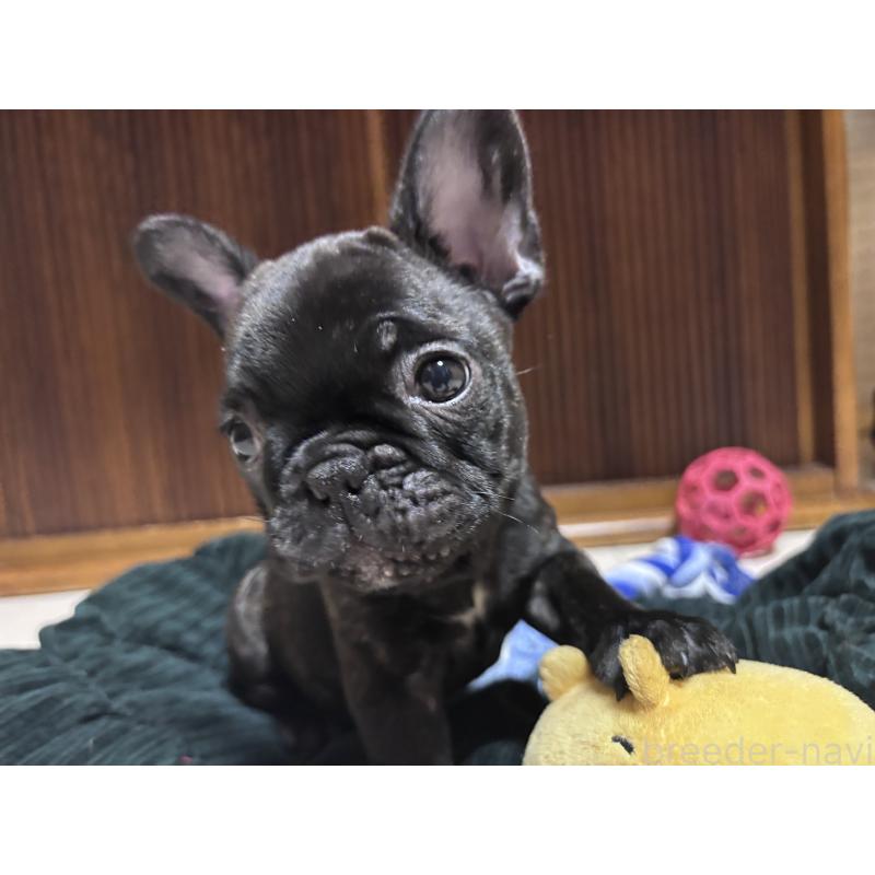 販売中の三重県のフレンチブルドッグ-437160の3枚目