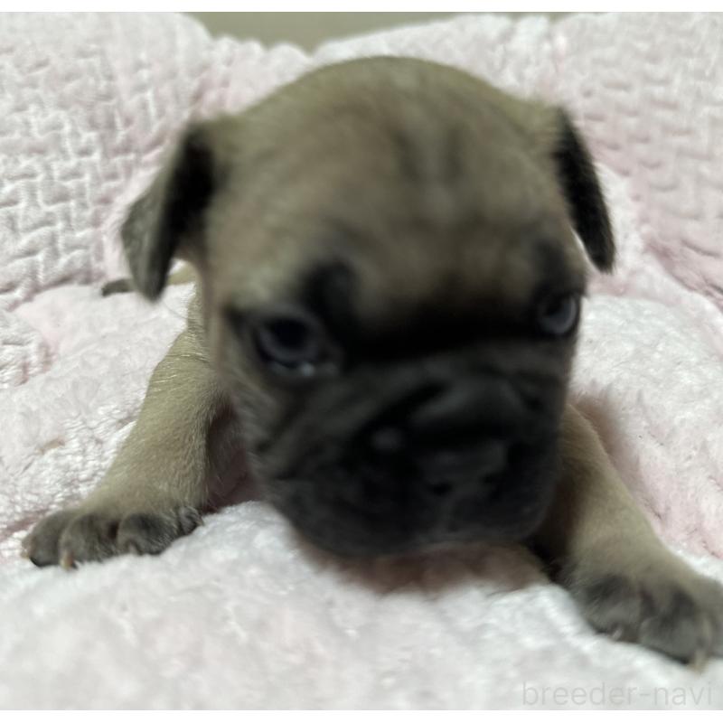 販売中の福岡県のフレンチブルドッグ-446387の12枚目