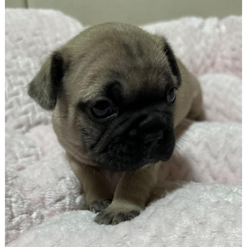 販売中の福岡県のフレンチブルドッグ-446387の11枚目