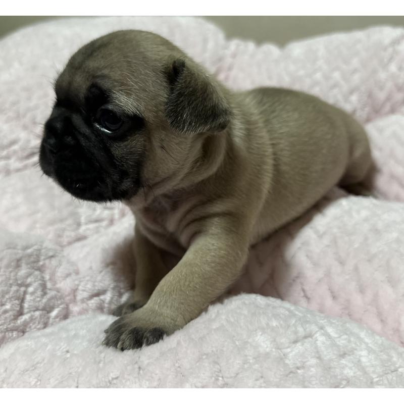 販売中の福岡県のフレンチブルドッグ-446387の10枚目