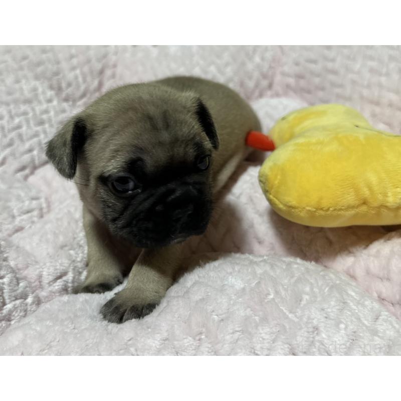 販売中の福岡県のフレンチブルドッグ-446387の9枚目