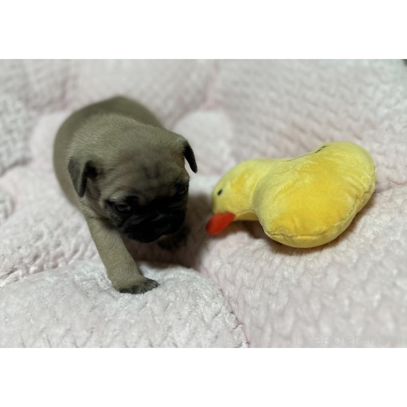 販売中の福岡県のフレンチブルドッグ-446387の8枚目