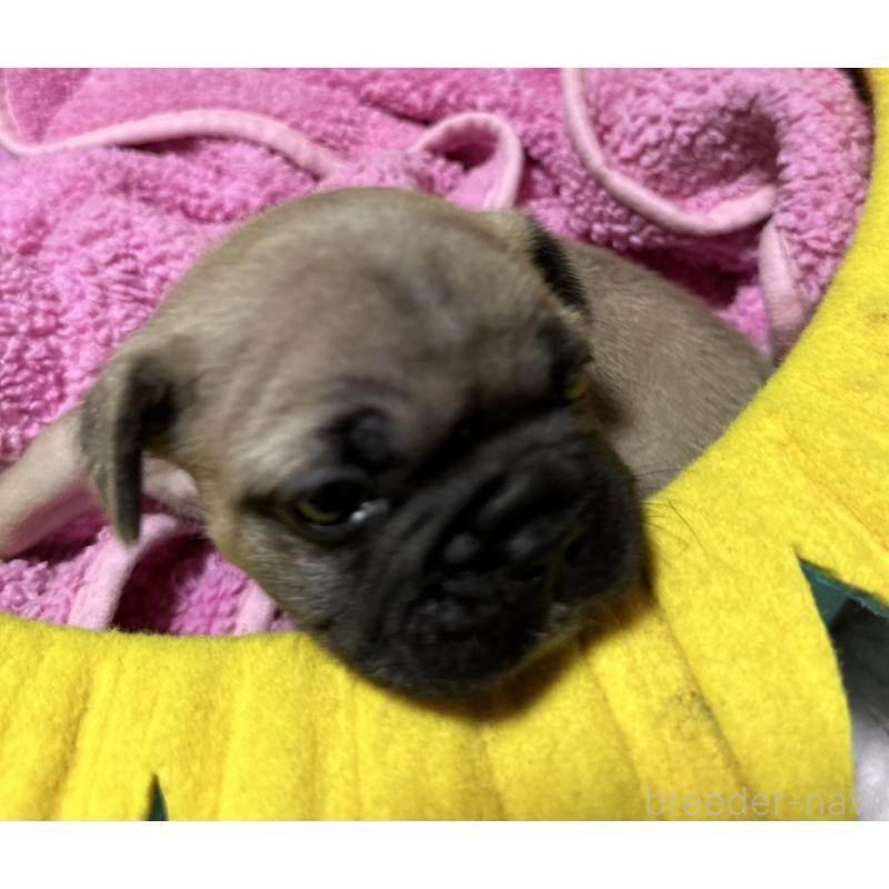 販売中の福岡県のフレンチブルドッグ-446387の6枚目