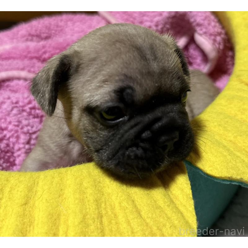 販売中の福岡県のフレンチブルドッグ-446387の4枚目