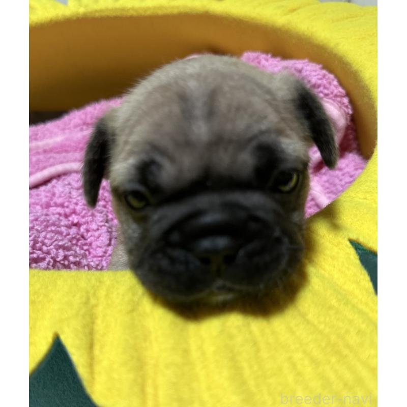 販売中の福岡県のフレンチブルドッグ-446387の3枚目