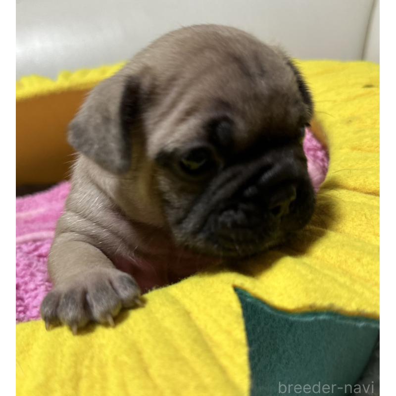 販売中の福岡県のフレンチブルドッグ-446387の2枚目