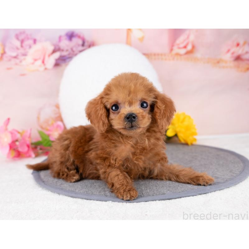 販売中の岐阜県のトイプードル-446388の7枚目