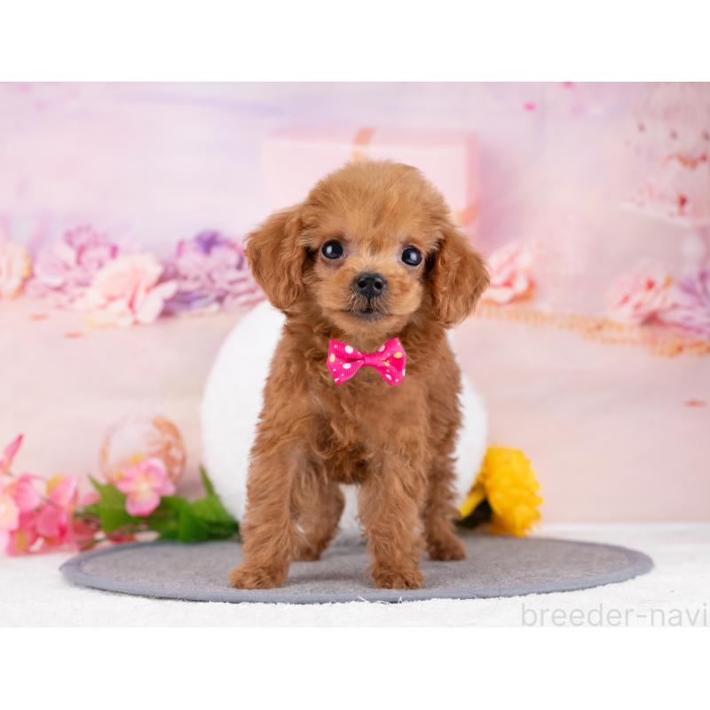 販売中の岐阜県のトイプードル-446388の6枚目