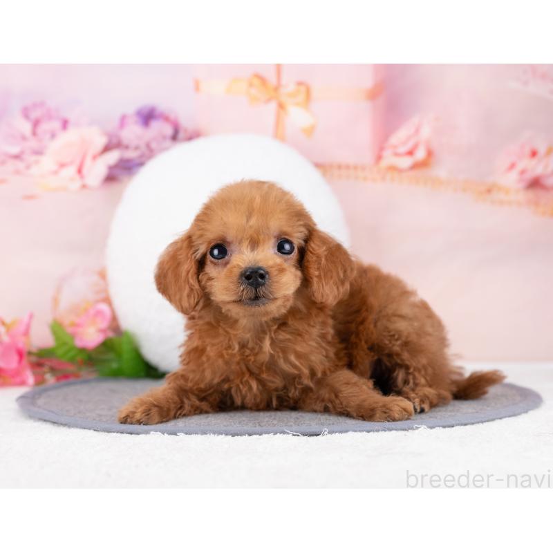 販売中の岐阜県のトイプードル-446388の5枚目