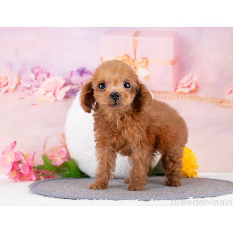 販売中の岐阜県のトイプードル-446388の4枚目