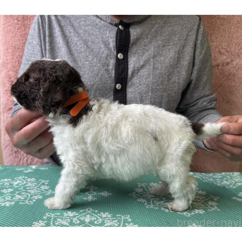 販売中の三重県のロマーニャウォータードッグ(ラゴット)-446390の4枚目