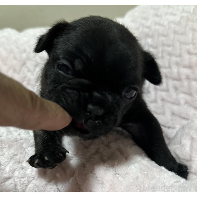 販売中の福岡県のフレンチブルドッグ-446389の10枚目